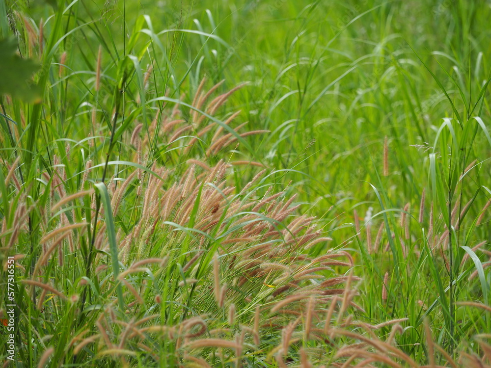 Field of African Fountain Grass or Purple Grass, brown flowers, fresh green leaves. Its scientific name is Pennisetum setaceum (Forssk.) Chiov. ‘Purpureum’. It is a ground cover herbaceous plant.
Field of African Fountain Grass or Purple Grass, brown flowers, fresh green leaves. Its scientific name is Pennisetum setaceum (Forssk.) Chiov. ‘Purpureum’. It is a ground cover herbaceous plant.