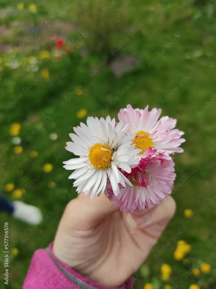 Hand holding common daisies in spring Hand holding common daisies in spring
