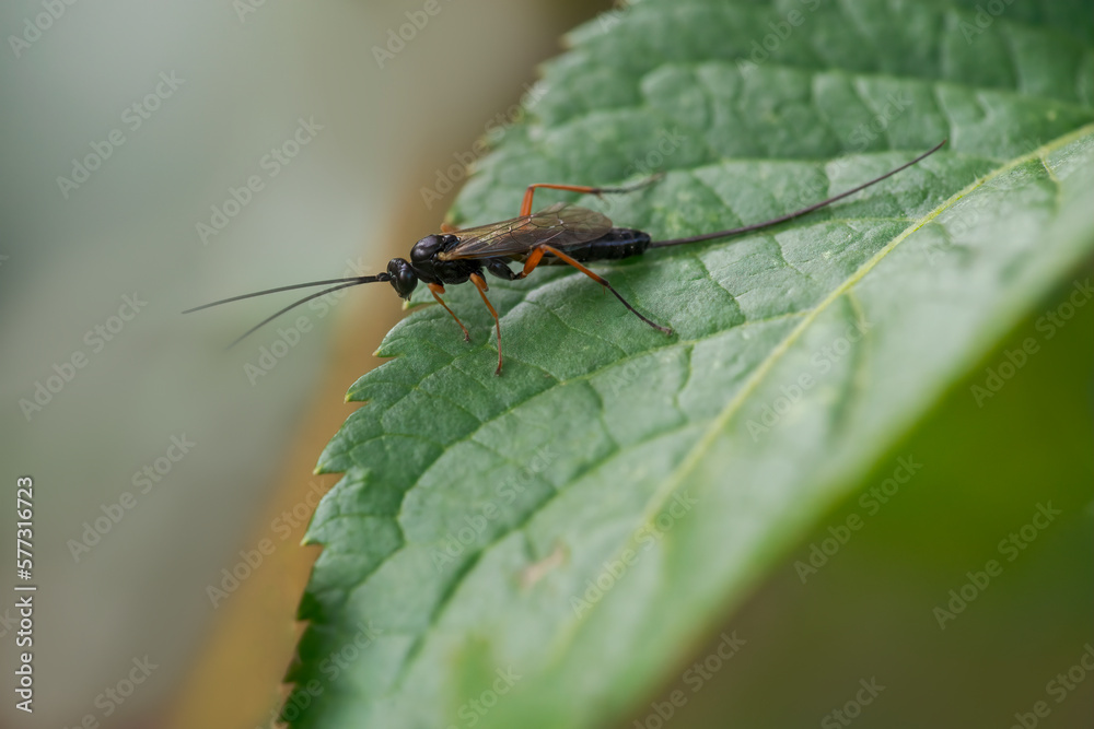 wasp sits on a leaf and nibbles honeydew from aphids wasp sits on a leaf and nibbles honeydew from aphids