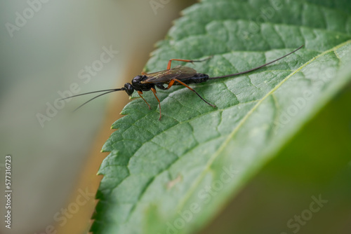 wasp sits on a leaf and nibbles honeydew from aphids © Mario Plechaty