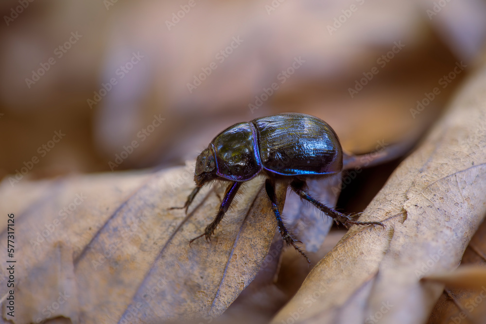 dung beetle sits on a withered leaf in a deciduous forest dung beetle sits on a withered leaf in a deciduous forest