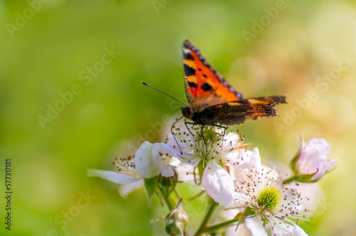 butterfly sits on a flower and nibbles necktar