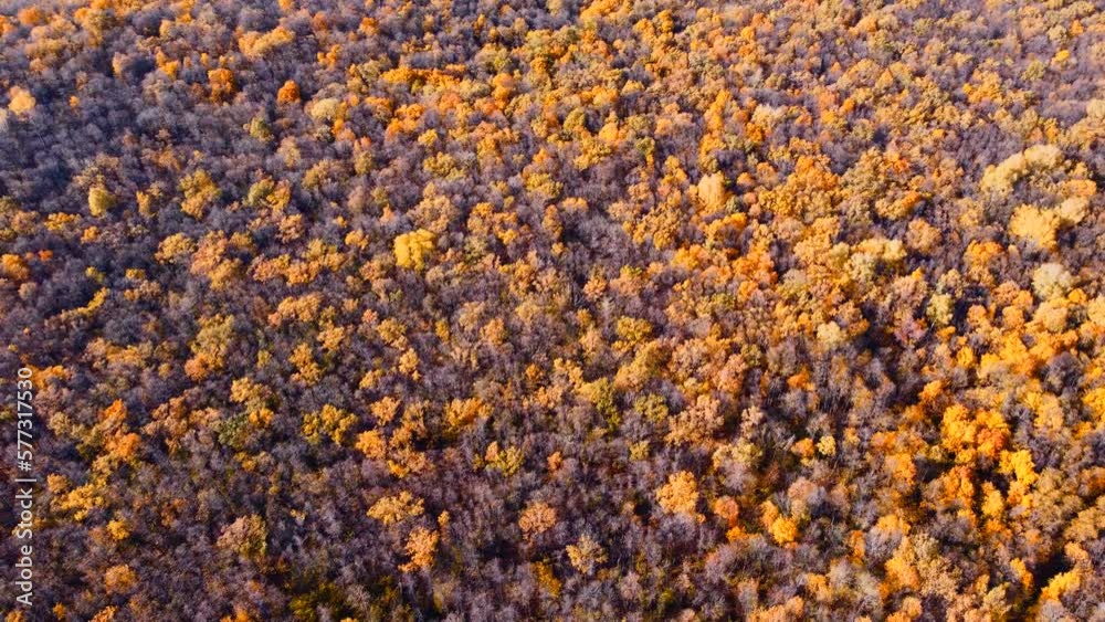 Overhead view of yellow-brown autumn forest. Overhead view of yellow-brown autumn forest.