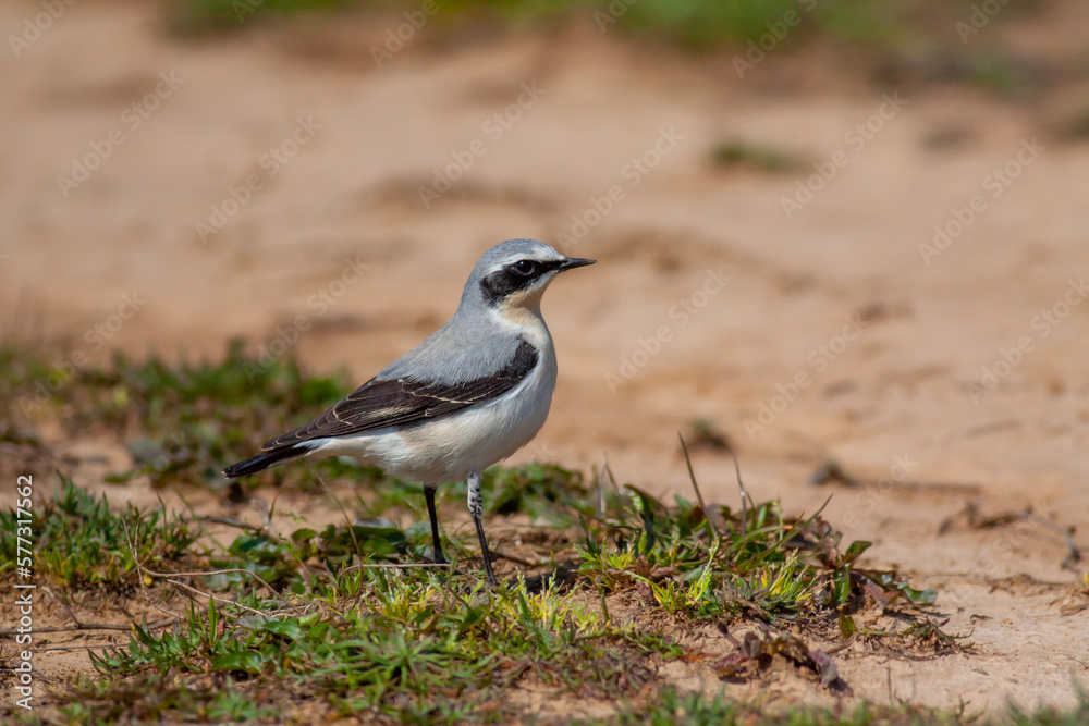 bird watching on the grass, Collared Pratincole, Glareola pratincola bird watching on the grass, Collared Pratincole, Glareola pratincola