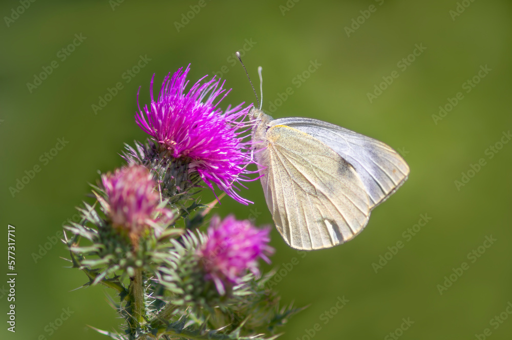 butterfly sits on a flower and nibbles necktar butterfly sits on a flower and nibbles necktar