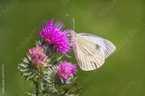 butterfly sits on a flower and nibbles necktar © Mario Plechaty
