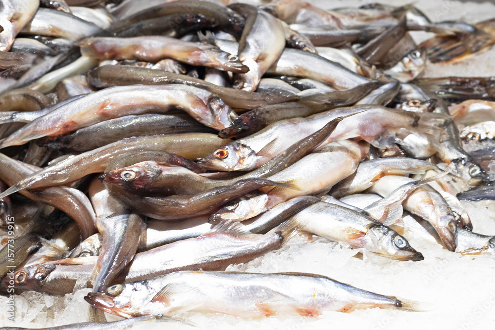 fresh capelin fish sprinkled with ice on the counter. sale fresh capelin fish sprinkled with ice on the counter. sale