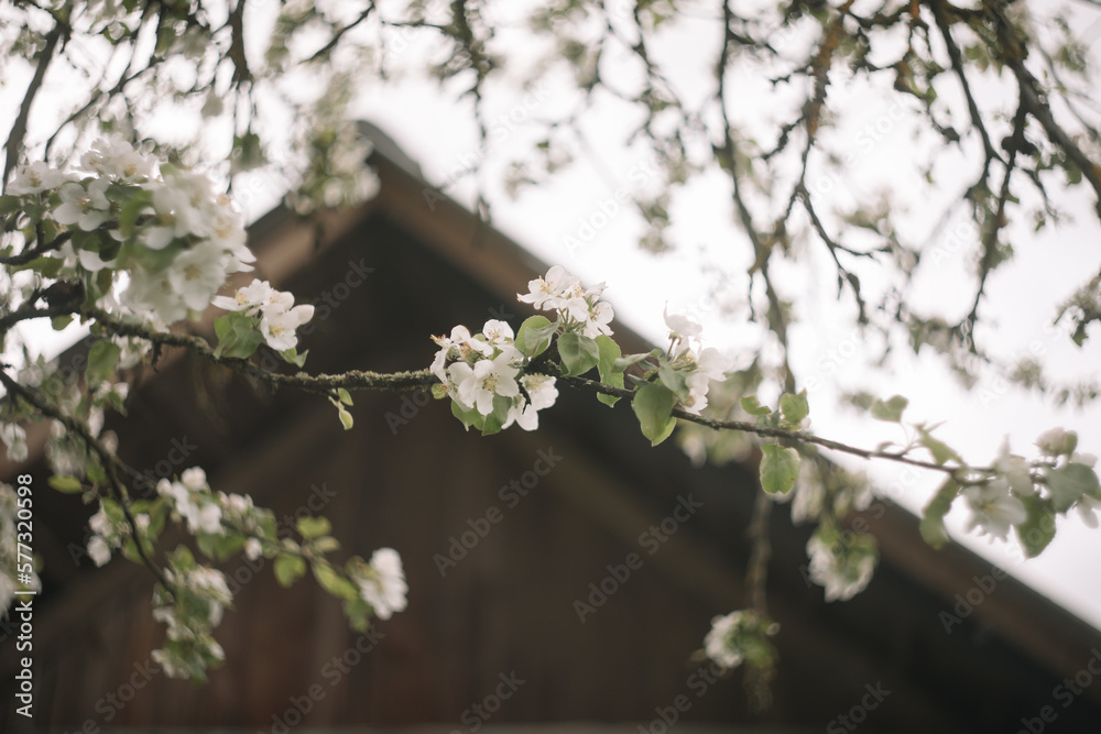 Spring banner, branches of blossoming cherry against background of blue sky on nature outdoors. Dreamy romantic image spring, landscape panorama, copy space.