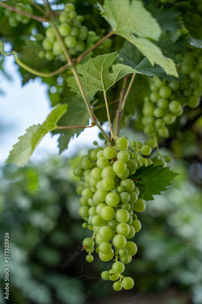 close up of a bunch of grapes shot with shallow depth of field close up of a bunch of grapes shot with shallow depth of field