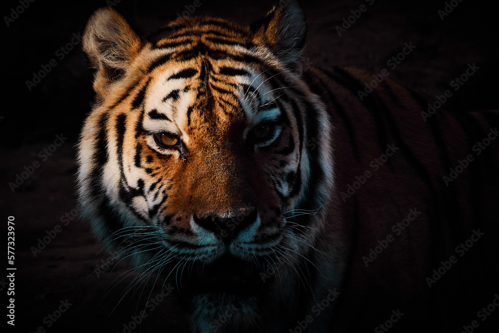 Fototapeta premium トラ