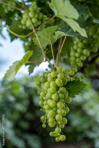 Wallpaper Mural close up of a bunch of grapes shot with shallow depth of field Torontodigital.ca