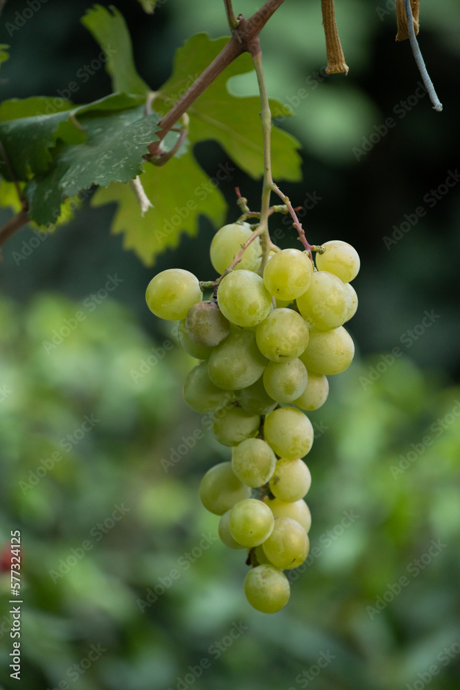 bunch of grapes on a green background