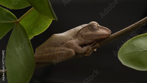 frog on a branch (ID: 577324912)