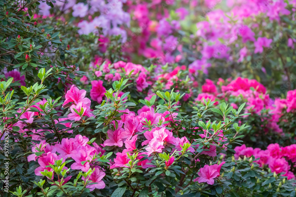 Colorful flower garden.