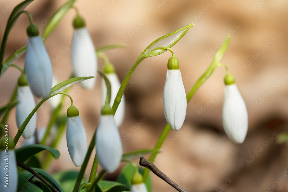 Tiny snowdrops flowers in springtime. Tiny snowdrops flowers in springtime.