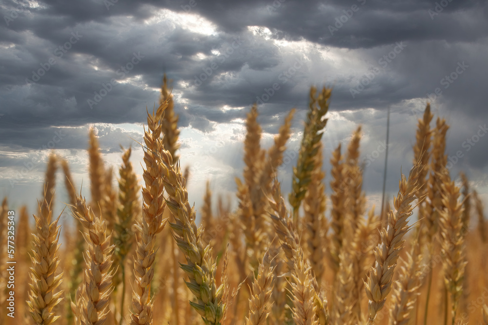 Wheat spikelets and dramatic cloudy sky. Wheat spikelets and dramatic cloudy sky.