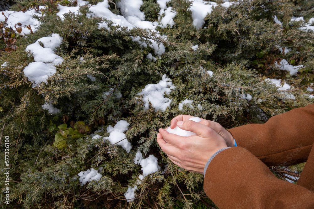Manos de un hombre joven haciendo una bola de nieve en medio del bosque en Burgos con los arbustos nevados de fondo. Manos de un hombre joven haciendo una bola de nieve en medio del bosque en Burgos con los arbustos nevados de fondo.