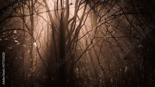 Dark mystery forest with sunbeam shining through fog. Mystical and spooky woodland. Atmospheric mood in nature