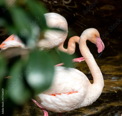 pink flamingo in the zoo