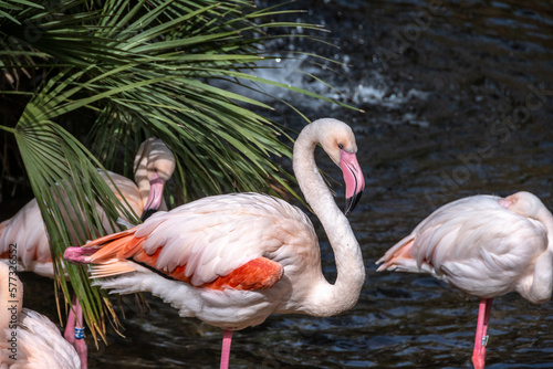 flamingos in the water