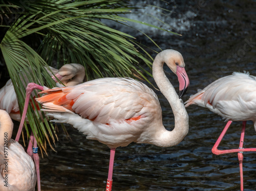 flamingo in the zoo