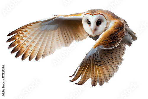 Fotografia Flying common barn owl isolated on background