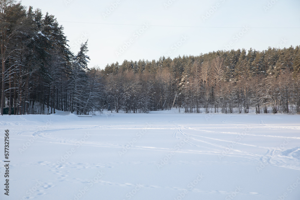 large trees with snow in the forest in winter travel winter hike