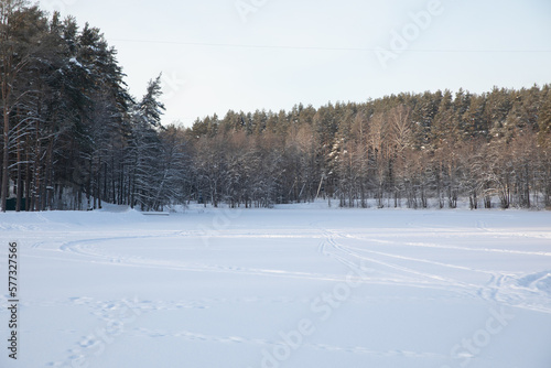 large trees with snow in the forest in winter travel winter hike © dmitriisimakov