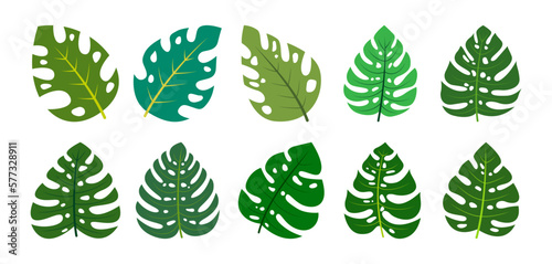 Monstera Leaves design vector illustration