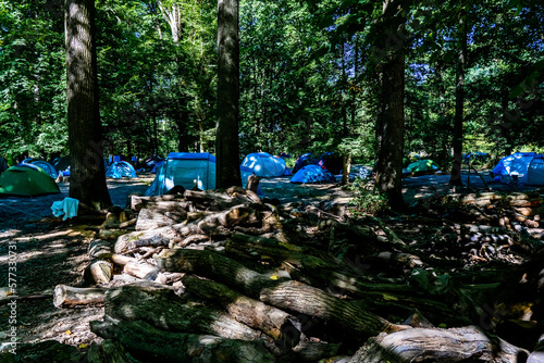 Blue tents camping area in the forest. Natural area with big trees and dry trees for firewood. High quality photo. 