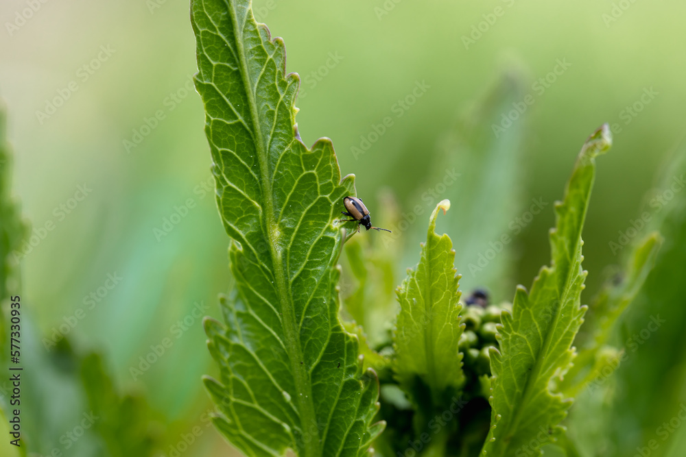 close-up flea beetle black insect with dung on leaf close-up flea beetle black insect with dung on leaf