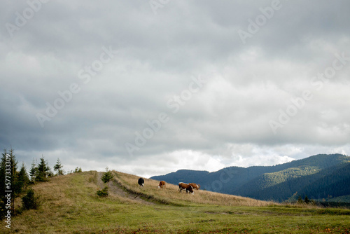 Close-up of a cow on a mountain pasture, healthy cow grazing