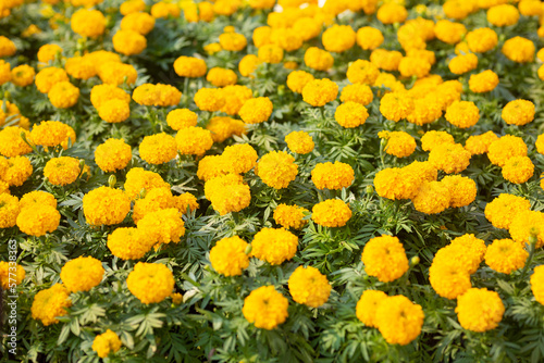 Many beautiful yellow marigolds are blooming in the garden.