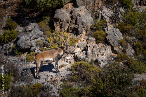Beautiful Ibex in the mountains of Sierra Nevada in Spain near Granada © Mike Workman