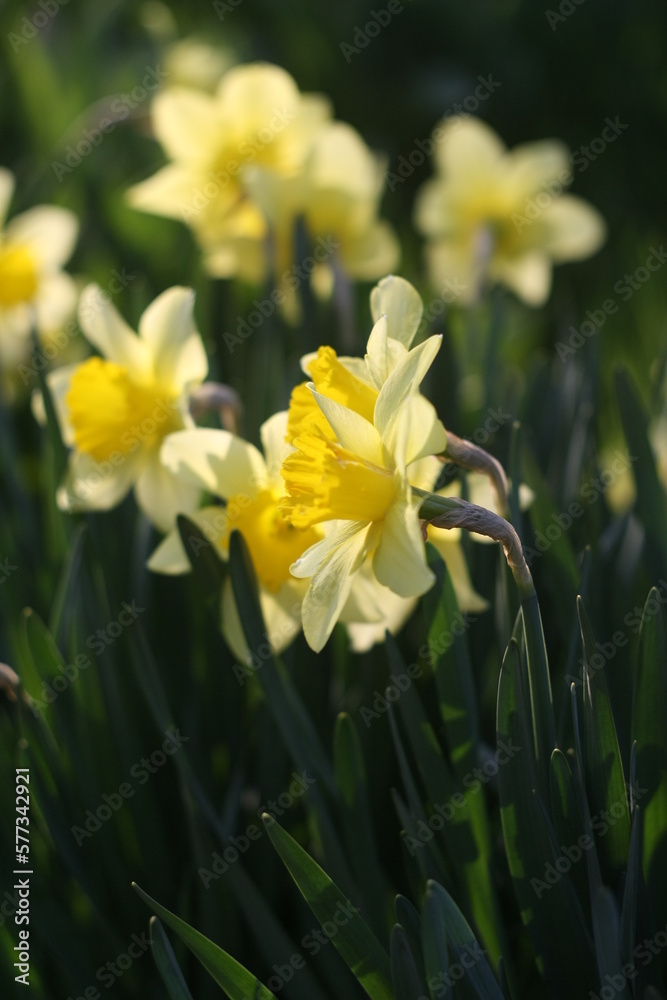 daffodils in spring daffodils in spring