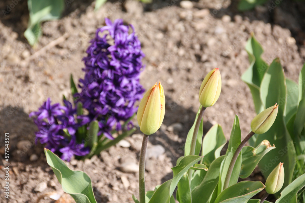 Knospen einer Tulpe Knospen einer Tulpe