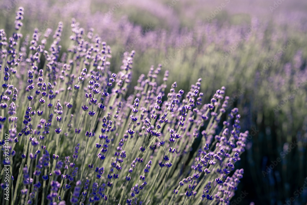 Obraz premium Lavender field. With soft light effect for floral background