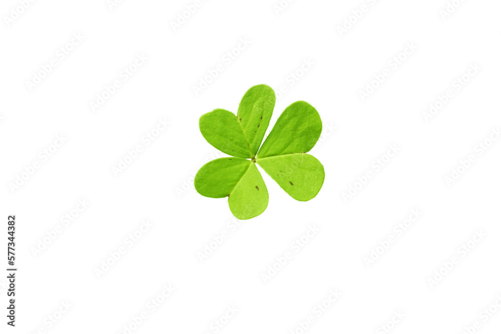 Shamrock symbol of Ireland and Saint Patrick Day isolated transparent png. Oxalis acetosella young green trefoil leaf. Shamrock symbol of Ireland and Saint Patrick Day isolated transparent png. Oxalis acetosella young green trefoil leaf.