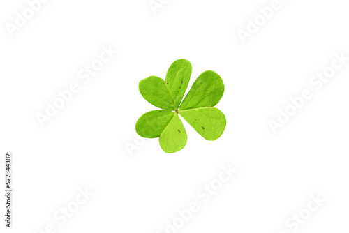 Shamrock symbol of Ireland and Saint Patrick Day isolated transparent png. Oxalis acetosella young green trefoil leaf.