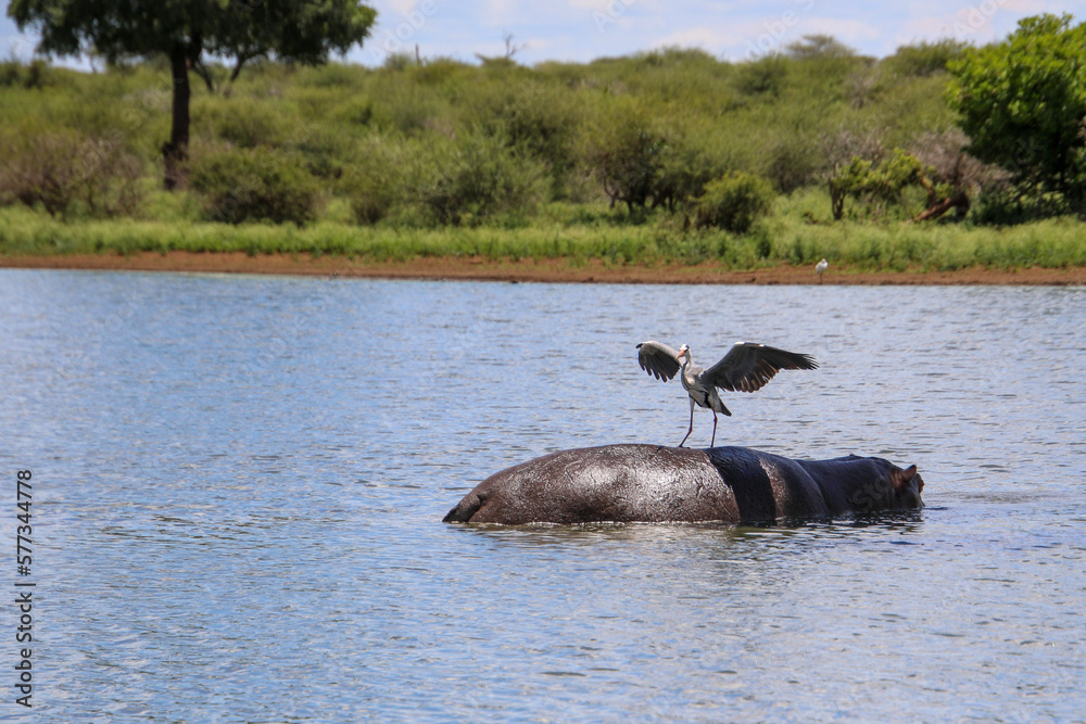 Fototapeta premium grey heron landing on the back of a hippo
