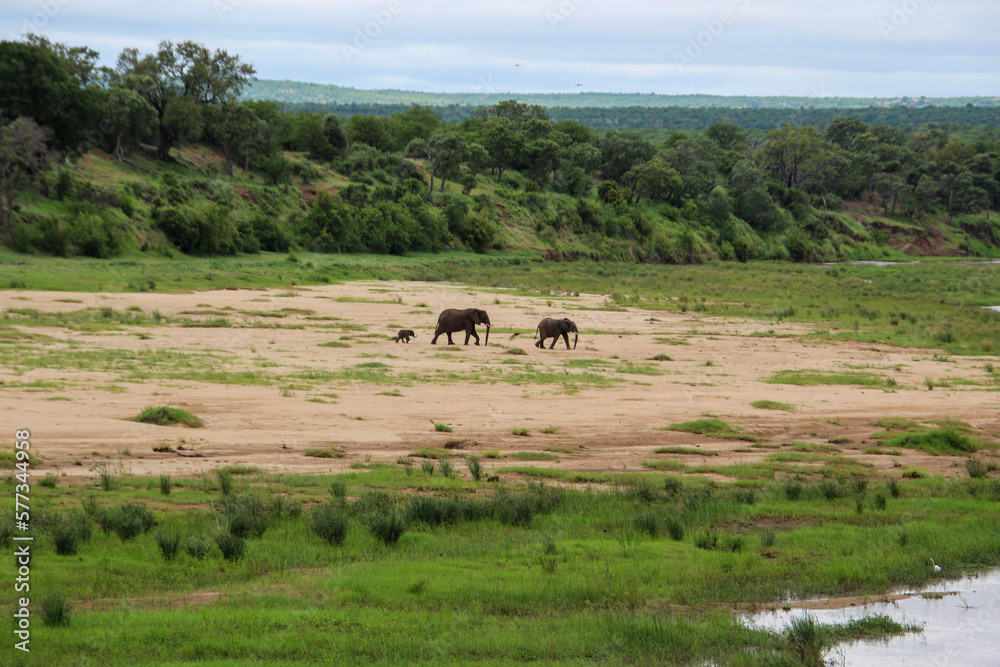 elephant female and two young elephants in the riverbed