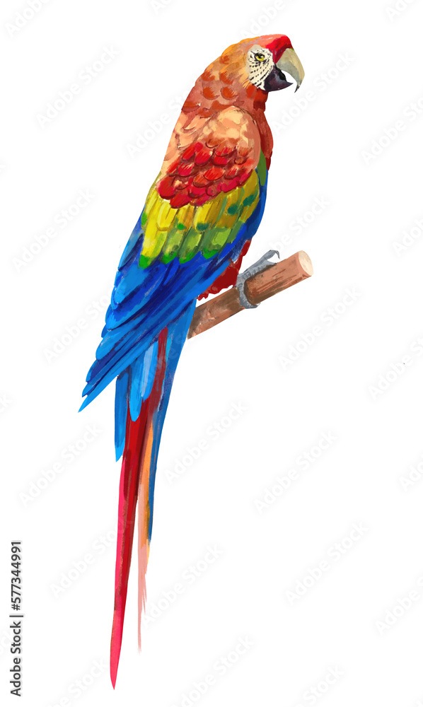 Tropical bird, parrot ,blue and yellow macaw ara