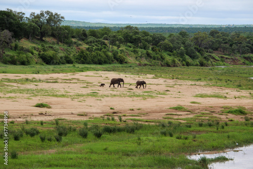 elephant female and two young elephants in the riverbed