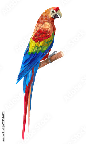 Tropical bird, parrot ,blue and yellow macaw ara © Marina