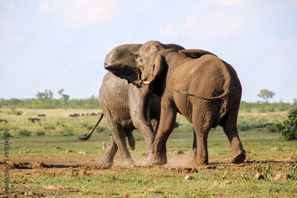 Obraz premium Elephant bulls fighting