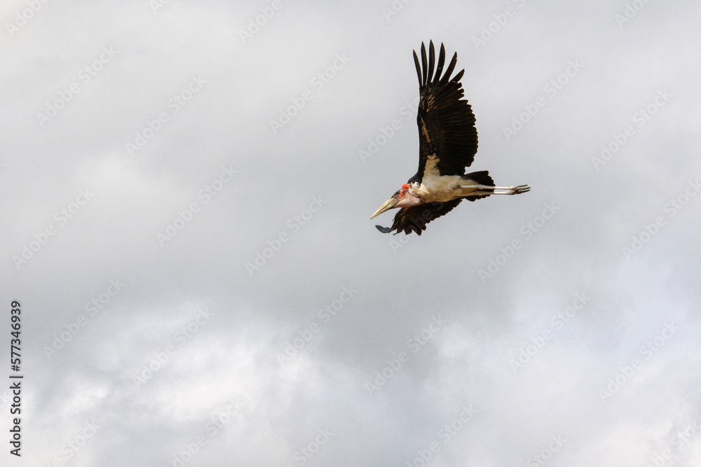 Fototapeta premium marabou stork in flight