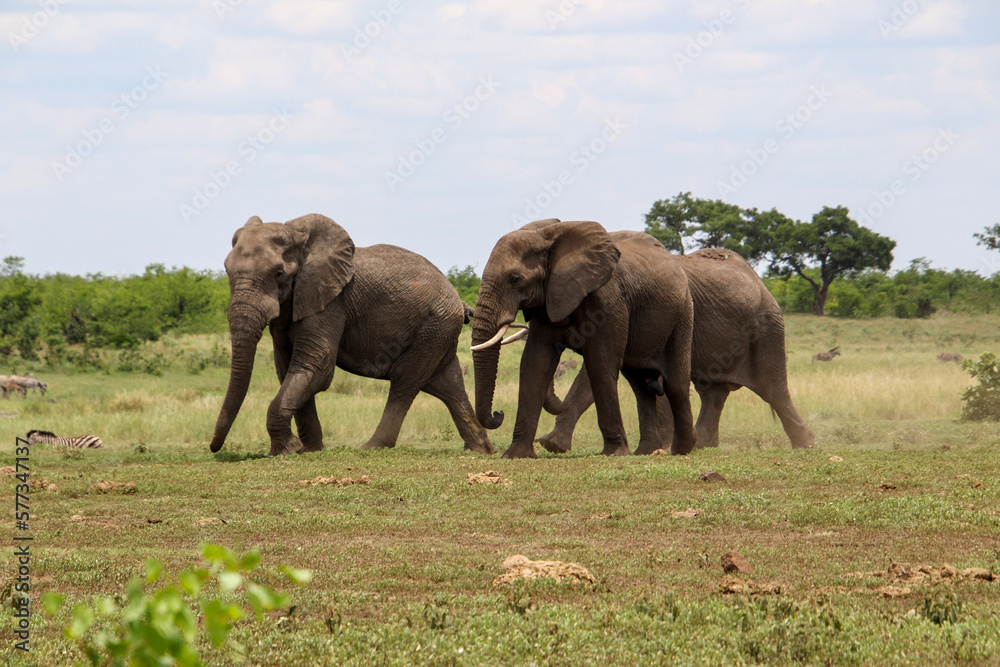 three elephant bulls on the move