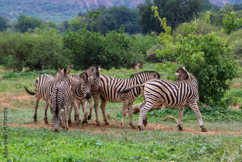 group of zebra in the wild