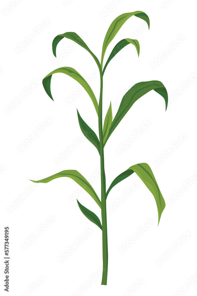 Fototapeta premium Corn growing stage. Maize growth plant isolated on white background. Farm plant evolving, development stage. Planting process