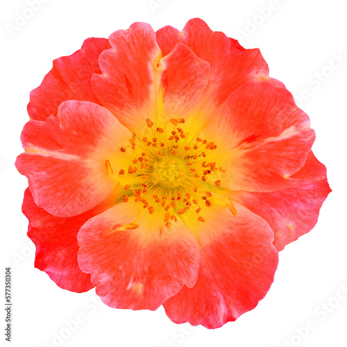 May  June Rose  the queen of spring flowers png  5 6                                       png